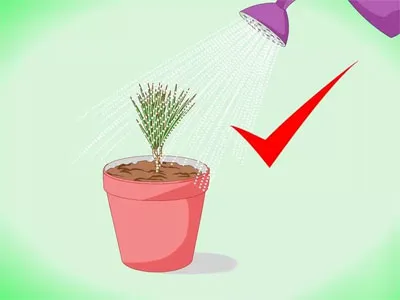 Hogyan növekszik dracaena Hogyan növekszik dracaena