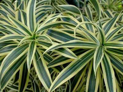 Hogyan növekszik dracaena Hogyan növekszik dracaena