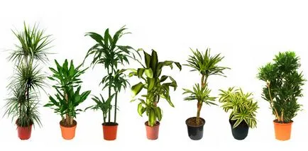 Hogyan növekszik dracaena