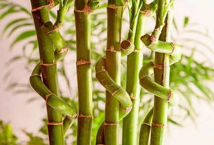 Hogyan növekszik dracaena