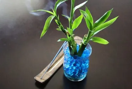 Hogyan növekszik dracaena