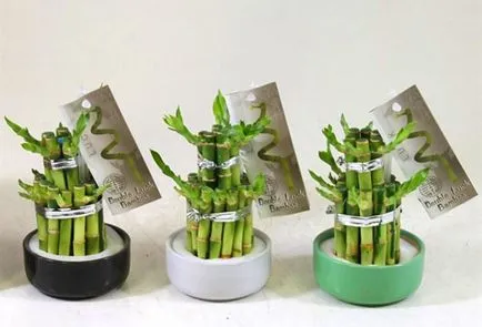 Hogyan növekszik dracaena