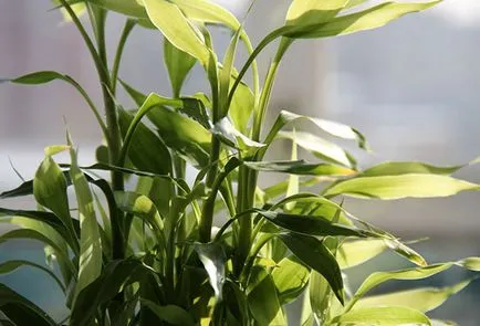 Hogyan növekszik dracaena