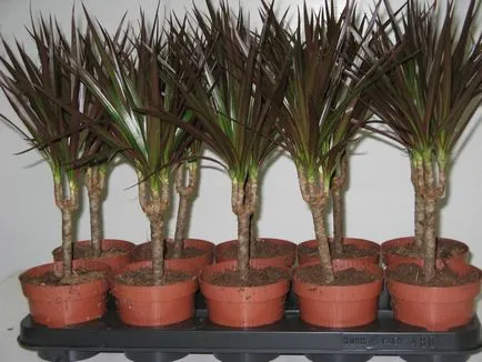 Hogyan növekszik dracaena Hogyan növekszik dracaena