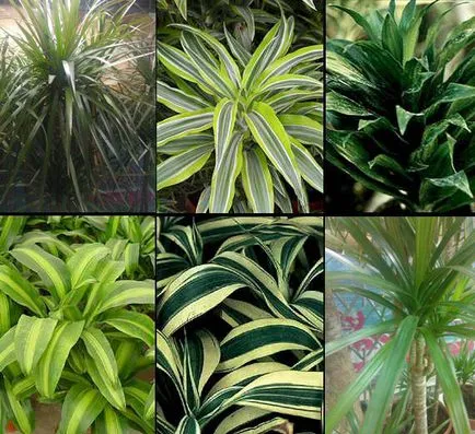 Hogyan növekszik dracaena Hogyan növekszik dracaena