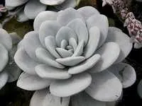 Kőrózsa otthon Kőrózsa otthon