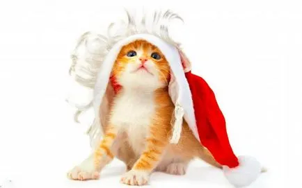 Cat év jellemzése