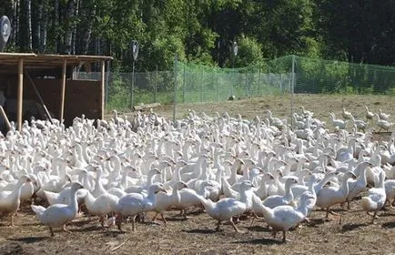 Hogyan növekszik libák