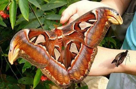 Butterfly ki vagy mi Butterfly ki vagy mi
