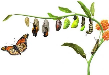 Butterfly ki vagy mi Butterfly ki vagy mi