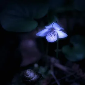 Teszt a fajta kutya Teszt a fajta kutya