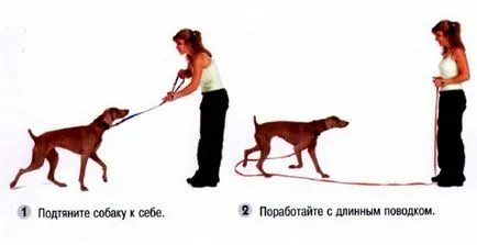 Hogyan kell tanítani a kiskutyát Hogyan kell tanítani a kiskutyát