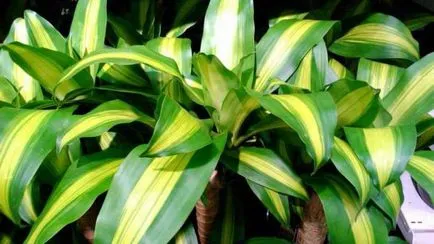 Hogyan növekszik dracaena