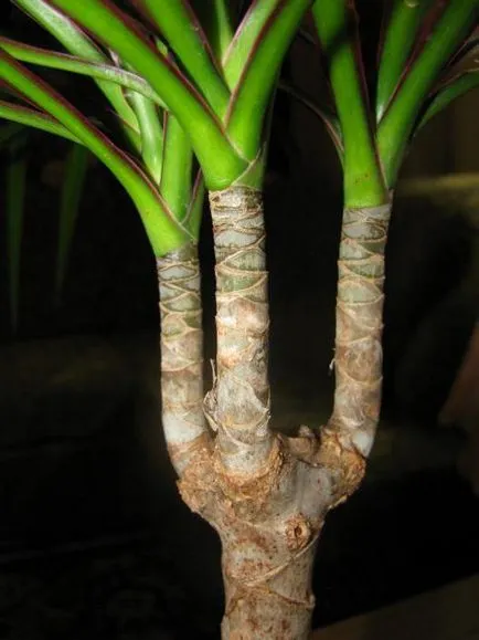 Hogyan növekszik dracaena