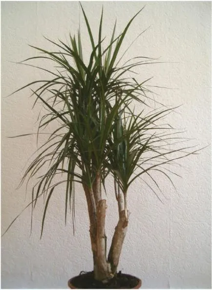 Hogyan növekszik dracaena