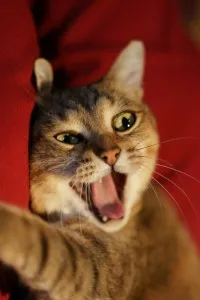 Hogyan lehet megérteni a macska nyelv, csoda cat (macska) Hogyan lehet megérteni a macska nyelv, csoda macska
