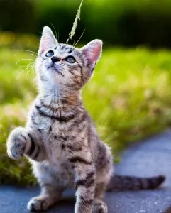 Hogyan lehet megérteni a macska nyelv, csoda cat (nyelv) Hogyan lehet megérteni a macska nyelv, csoda macska