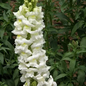 Hogyan lehet hozzájutni a tátika vetőmagfajtából, és ültető ha ültetés módszerek palánta (cv) Hogyan juthat snapdragons magról fajták, ha ültetés ültetés és palánta termelési módszerek
