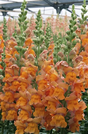 Hogyan lehet hozzájutni a tátika vetőmagfajtából, és ültető ha ültetés a csemete termesztési módszerek (den) Hogyan juthat snapdragons magról fajták, ha ültetés ültetés és palánta termelési módszerek
