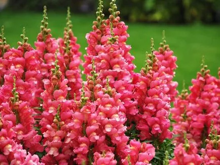Hogyan lehet hozzájutni a tátika vetőmagfajtából, és ültető ha ültetés a csemete termesztési módszerek (get) Hogyan juthat snapdragons magról fajták, ha ültetés ültetés és palánta termelési módszerek