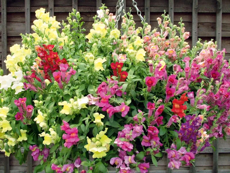 Hogyan lehet hozzájutni a tátika vetőmagfajtából, és ültető ha ültetés a csemete termesztési módszerek (mag) Hogyan juthat snapdragons magról fajták, ha ültetés ültetés és palánta termelési módszerek
