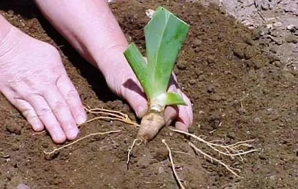 Hogyan növény íriszek az ősszel, az előnyöket az őszi ültetés, szabályok (terhesség) Hogyan növény íriszek az ősszel, az előnyöket az őszi ültetés, szabályok
