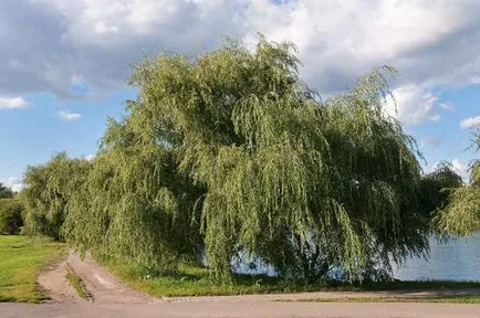 Hogyan növény, és nő a fűzfa