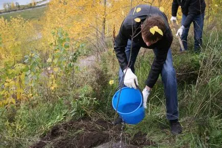 Hogyan ültessünk egy szilva tavaszi finomságok és trükkök gépek (növény) Hogyan ültessünk egy szilva tavaszi finomság és ravasz agrotechnika