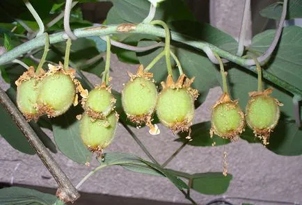Hogyan növény kiwi otthon, és növekszik a szőlő