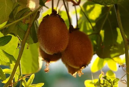 Hogyan növény kiwi otthon, és növekszik a szőlő