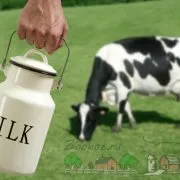 Hogyan tehenet kézi és gépi oktatási módszerek video (tej) Hogyan tehenet kézi és gépi oktatási módszerek videóval