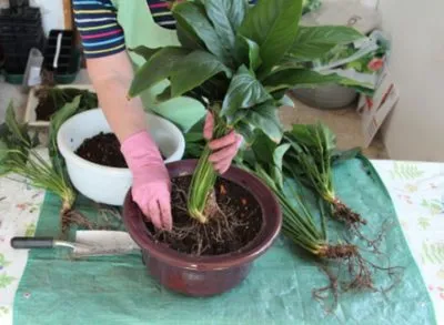 Hogyan transzplantáció Spathiphyllum otthon ami kell a talaj