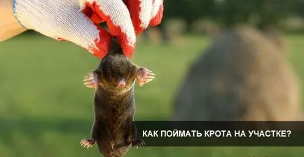 A fogási mol a kertben, vagy nyaraló hatékony módszerek és csapdák (effektív) Hogyan lehet elkapni egy vakond a kertben, vagy nyaraló hatékony módszereket és csapdák