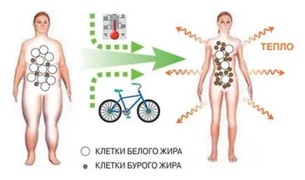 Hogyan lehet fogyni a menopauza idején gyorsan és tartósan módszerek és eszközök