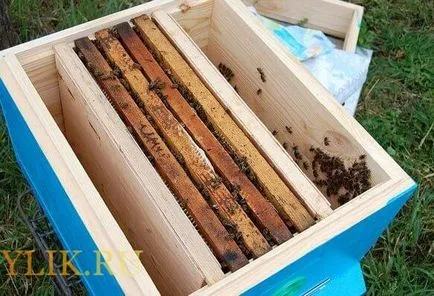 Hogyan kell létrehozni dugvány méhek videók és tanácsadás a méhészek (forma) Hogyan kell létrehozni dugvány méhek videók és tanácsadás a méhészek