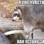 Hogyan hogy felhívja egy pirítós vagy toast azt mondják, hogy érdekes, hogy minden szótárak
