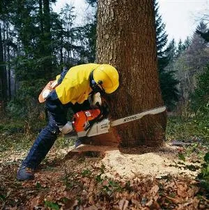 Hogyan láncfűrész esett fák (fák) Hogyan vágni a fákat láncfűrész