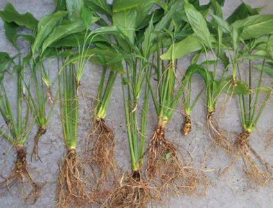 Hogyan transzplantáció Spathiphyllum otthon ami kell a talaj
