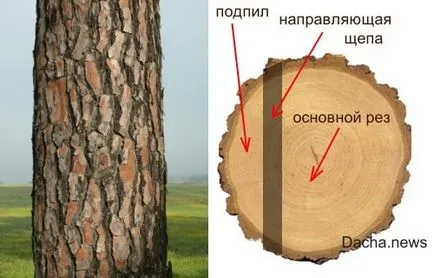 Hogyan kell vágni a fát