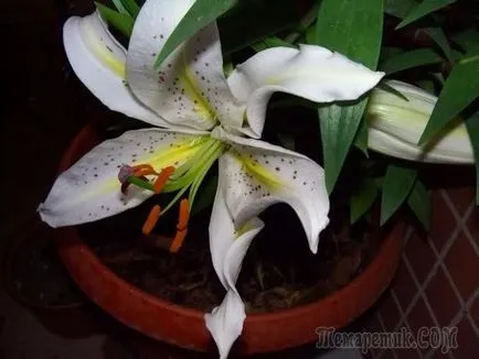 Hogyan kell helyesen törődnek a liliom egy bankot transzplantációs otthon