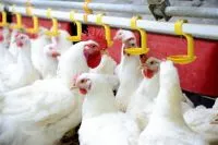 Hogyan kell főzni a pépet a broiler csirkék és tojótyúkok (cefre) Hogyan kell főzni a pépet a broiler csirkék és tojótyúkok