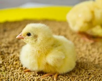 Hogyan kell főzni a pépet a broiler csirkék és tojótyúkok (csirke) Hogyan kell főzni a pépet a broiler csirkék és tojótyúkok