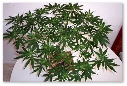 Hogyan kell bekapcsolni a kannabisz egy sűrű bokor teljes oldalágak