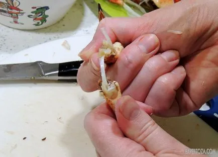 Hogyan kell főzni a rák, expertoza