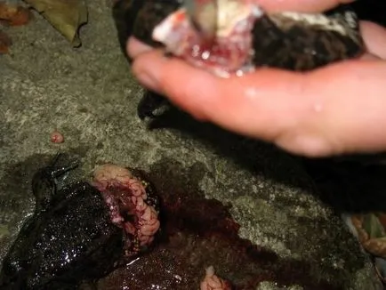 Hogyan kell főzni egy béka a tűz - túlélés a vad és extrém helyzetekben (étel) Hogyan kell főzni egy béka a tűz - túlélés a vad és extrém helyzetekben