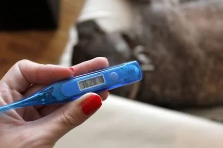 Hogyan kell átvenni egy kutya részletes utasításokat
