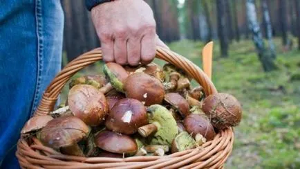 Hogyan ellenőrizheti, hogy egy ehető gomba egy íj, ha főtt, más módon véleményt