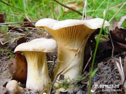 Hogyan lehet ellenőrizni a gombát, amikor főtt a toxicitását minden gombát a hetedik mennyországban