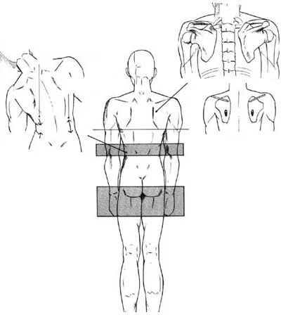 Hogyan kell felhívni a test bázis (test) Hogyan rajzoljunk Body alapjai