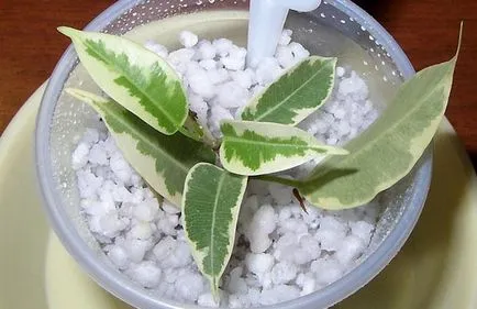 Ahogy fikusz szaporítása különböző módokon lap dugványok (ficus) Hányféleképpen szaporítására ficus levél dugványok